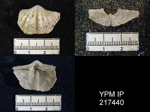Anthracospirifer leidyi