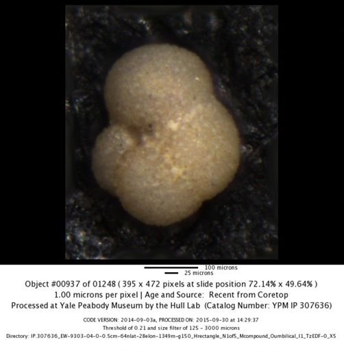 Neogloboquadrina incompta