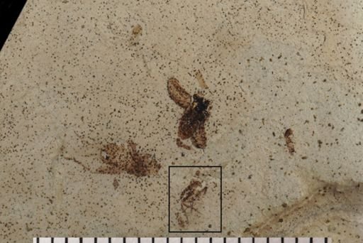 Diptera