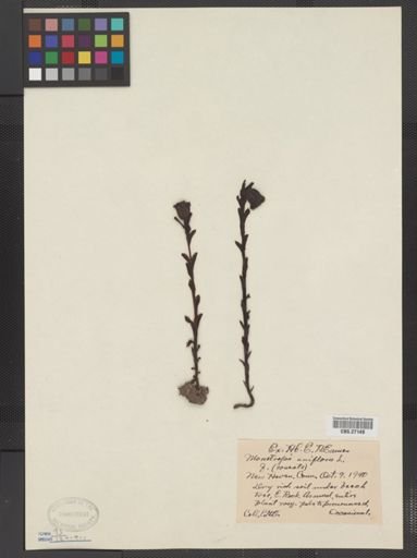 Monotropa uniflora