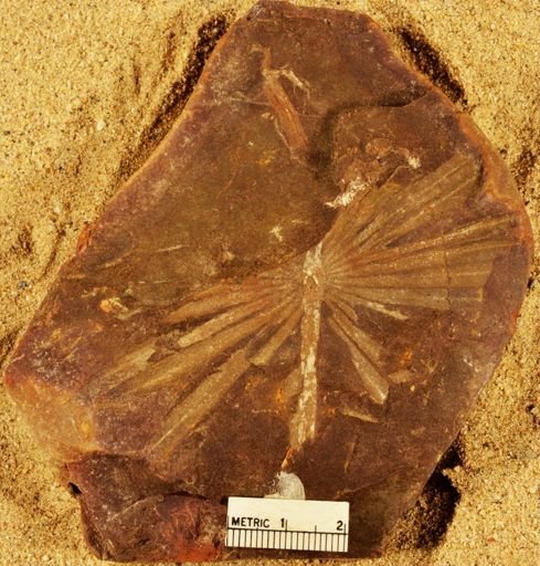 Annularia radiata