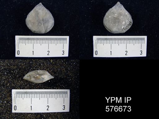 undet. Athyridida