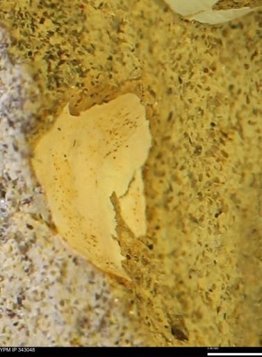 undet. Bivalvia