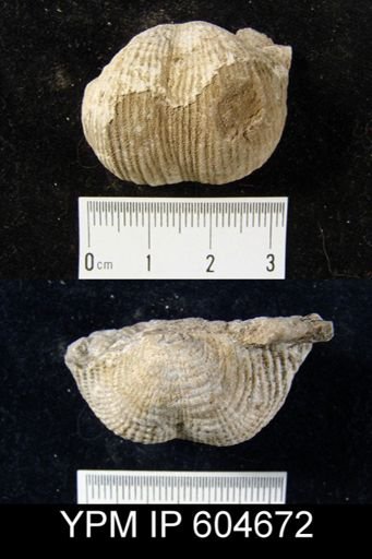 Productus?