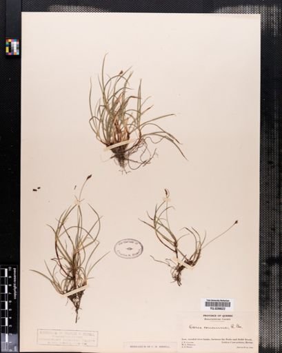 Carex