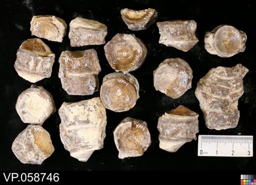 Actinopterygii