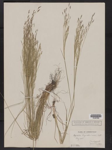 Agrostis hyemalis