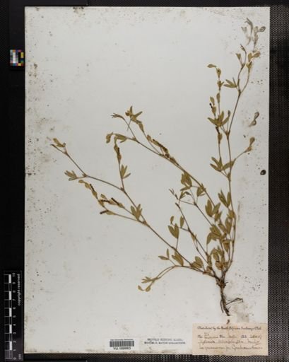 Plantae