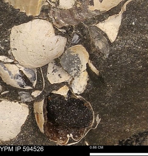 Protocardia sp.