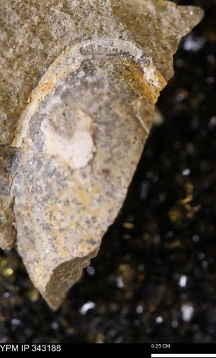undet. Bivalvia