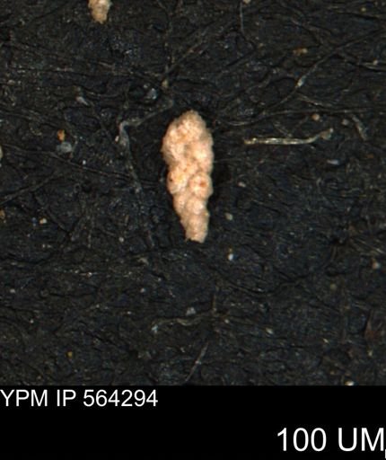 Verneuilina canadensis