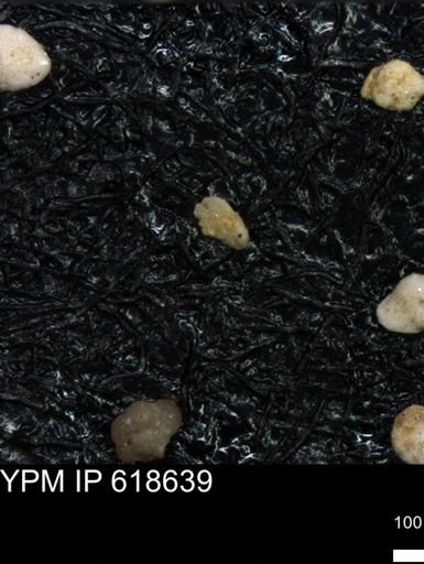 undet. Foraminiferida