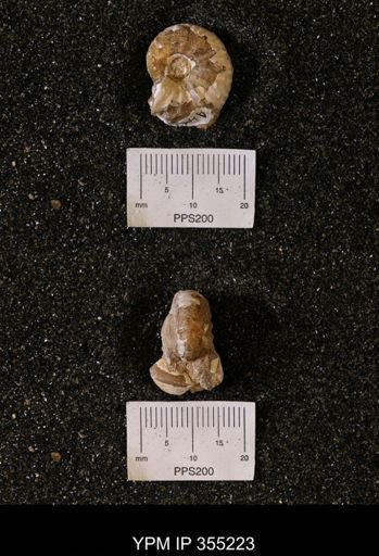 Discoscaphites sp.