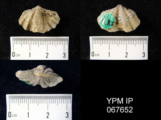 Delthyris perlamellosa
