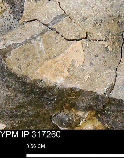undet. Mollusca