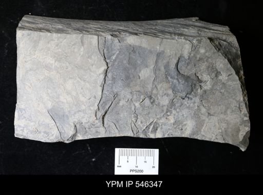 undet. Eurypterida