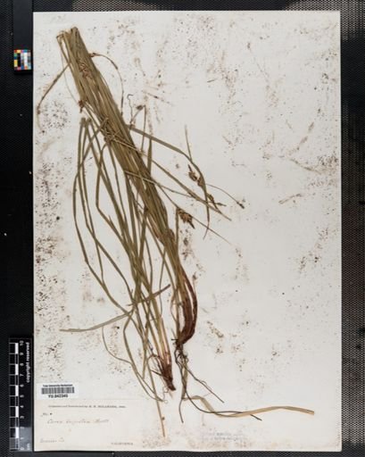 Carex