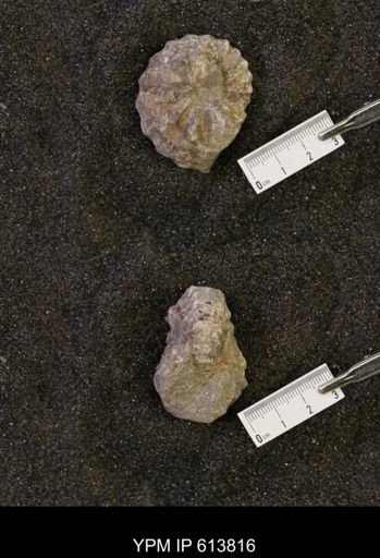 Neogastroplites sp.