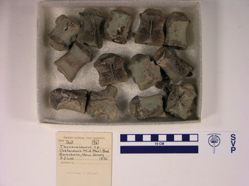 Thoracosaurus sp.