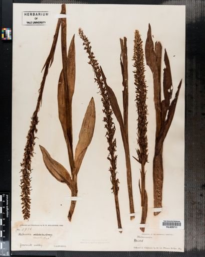 Plantae