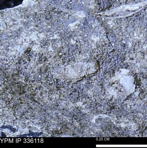 undet. Mollusca