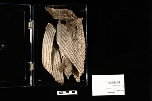 Lepisosteus