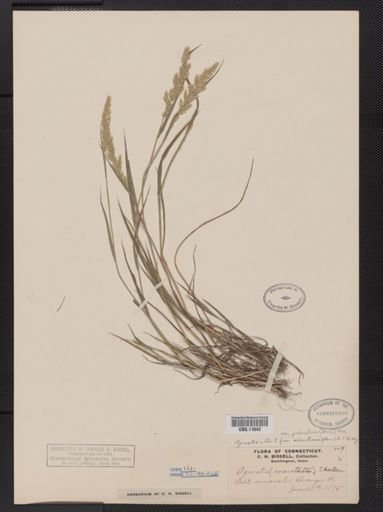 Agrostis alba