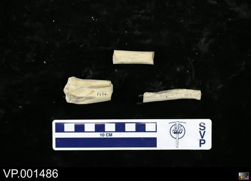 Hesperornis sp.