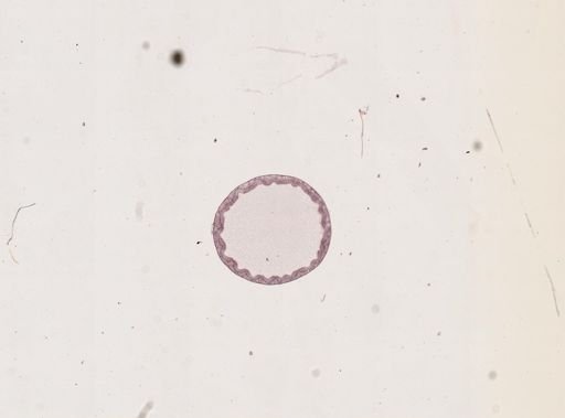 Blatta orientalis
