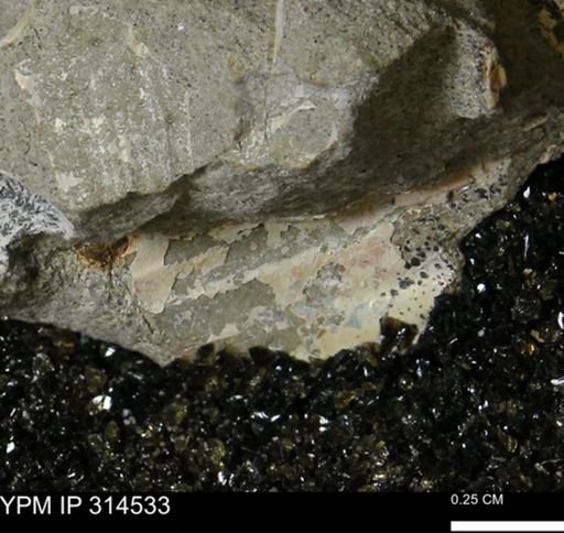 undet. Ammonoidea