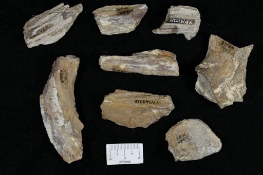 undet. Actinopterygii