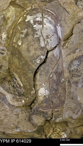 undet. Bivalvia