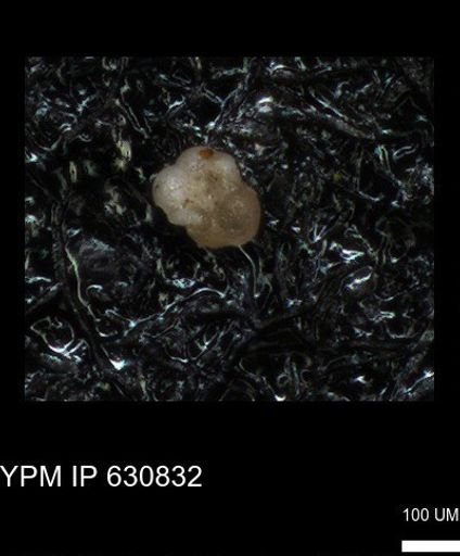 undet. Globigerinina