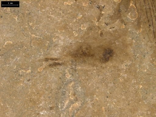 taxon undetermined