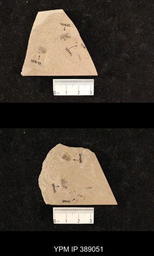 undet. Formicidae