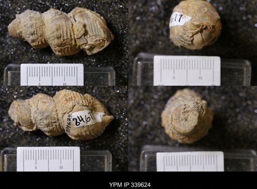 Melania wyomingensis