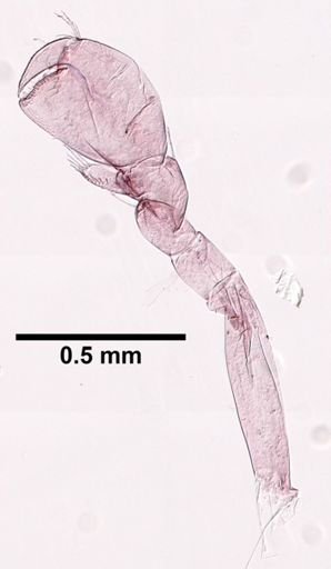 Hyalella cf. azteca
