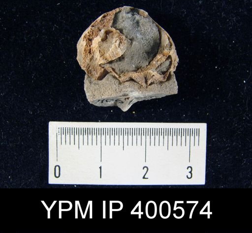 Meekella sp.