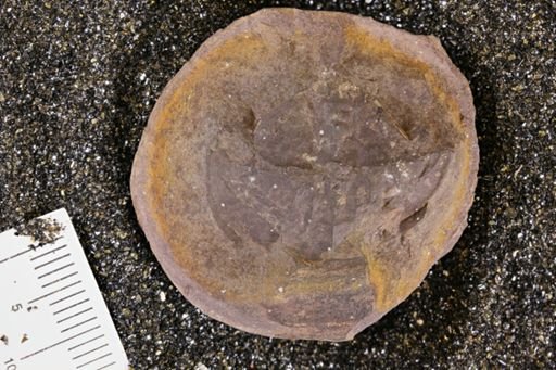 Euproops danae