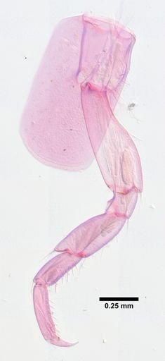 Hyalella