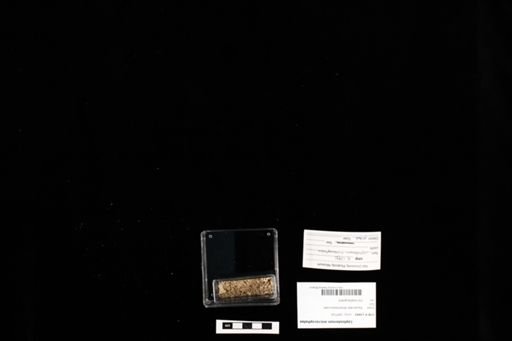 Leptosternon microcephalus