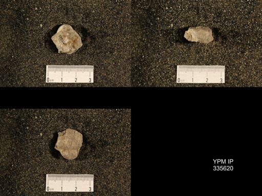 Linoproductus cora