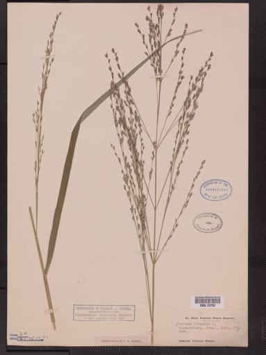 Panicum virgatum
