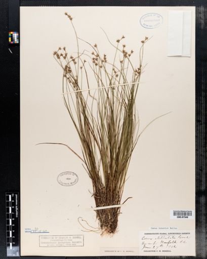 Carex interior