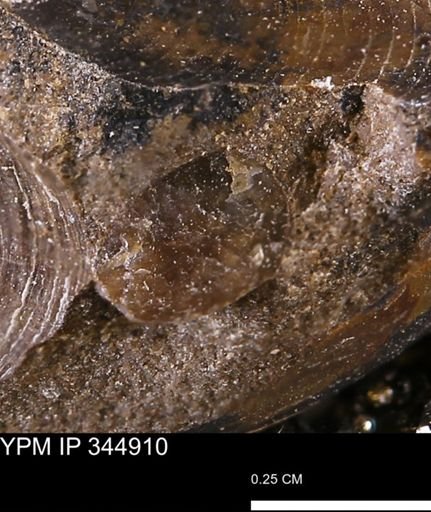 Limopsis striatopunctatus