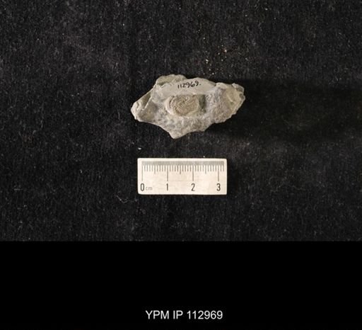 Streptaster vorticellatus