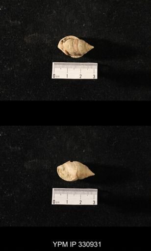 Sphaerodoma nr. intercalaris