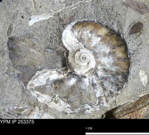 undet. Scaphitidae