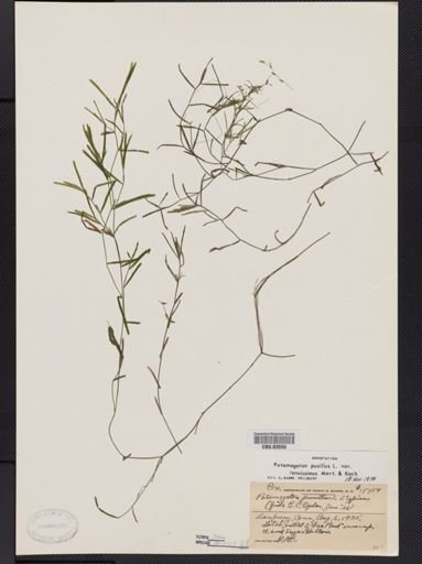 Potamogeton pusillus var. tenuifolius