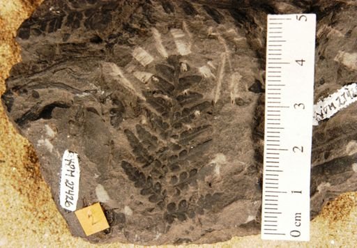 Sphenopteris andrewsi